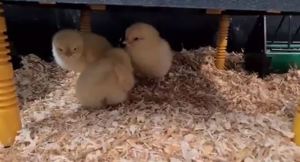 Meet the chicks
