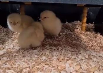 Meet the first 3 chicks