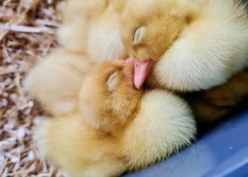 Year 1 are loving watching the ducklings grow.