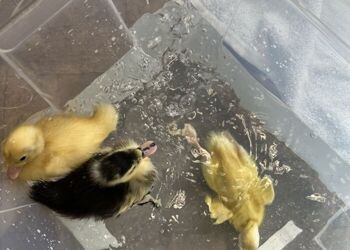 Reception ducklings practicing their swimming skills to show off tomorrow!