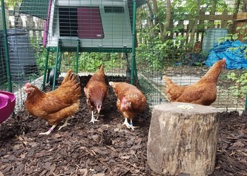 February Chicken Adopters